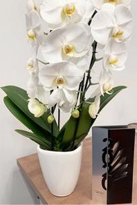 Biały kwiat w&nbsp;wazonie